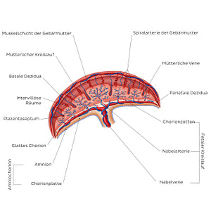 Placenta (German)