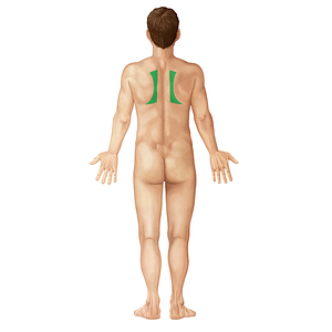 Interscapular region (#266)