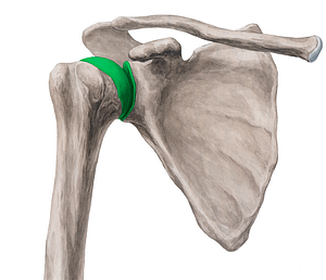 Glenohumeral joint (#2011)