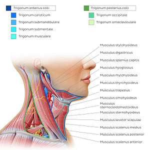 Triangles of the neck (Latin)
