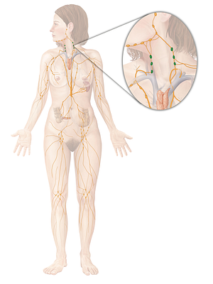 Cervical lymph nodes (#6980)