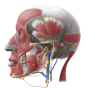 Superficial parotid lymph nodes (#20224)