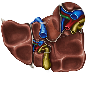 Left hepatic duct (#3328)