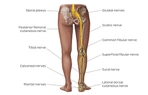 Main nerves of the lower limb - posterior (English)
