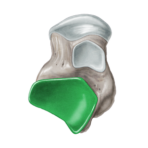 Posterior calcaneal articular facet of talus (#3453)