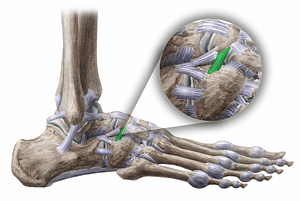 Dorsal cuboideonavicular ligament (#11476)