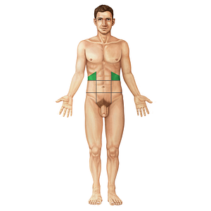 Hypochondriac region (#18489)