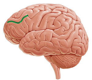 Inferior frontal sulcus (#9257)