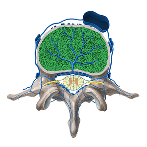 Vertebral body (#3011)