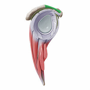 Coracoacromial ligament (#16279)