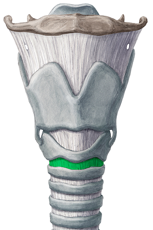 Cricotracheal ligament (#4517)