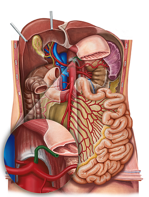 Left gastric artery (#1282)
