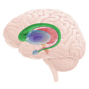 Caudate nucleus (#16696)