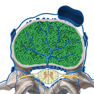 Vertebral body (#3012)