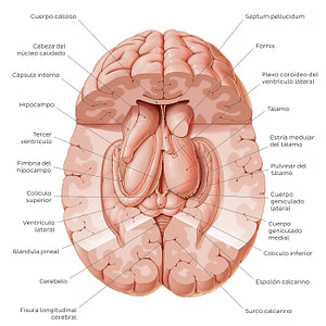 Thalamus (Spanish)