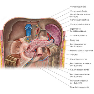 Pancreas in situ (Spanish)