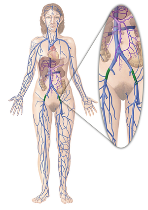 External iliac vein (#10304)