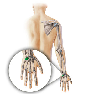 Hamate bone (#19885)