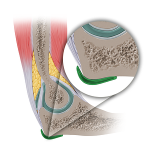 Olecranon bursa (#14161)
