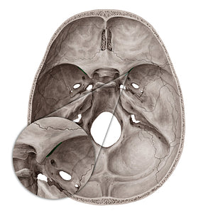 Superior orbital fissure (#20040)