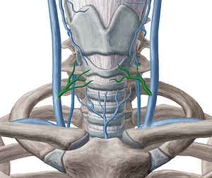 Middle thyroid vein (#10651)