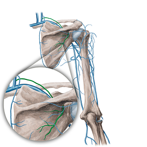 Suprascapular vein (#21745)