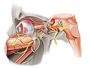 Branch of oculomotor nerve to ciliary ganglion (#8767)