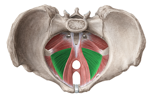 Iliococcygeus muscle (#5455)