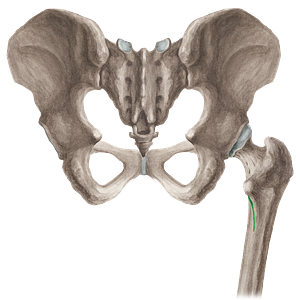 Spiral line of femur (#16179)