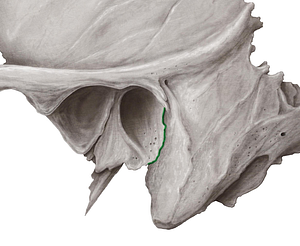 Tympanomastoid fissure (#3686)