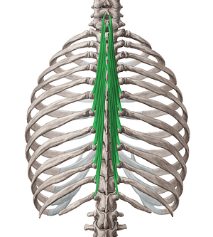 Semispinalis thoracis muscle (#5935)