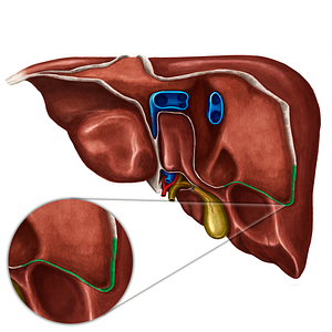 Right triangular ligament of liver (#4663)