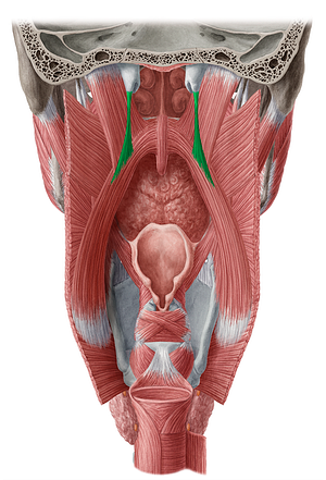Salpingopharyngeus muscle (#5889)