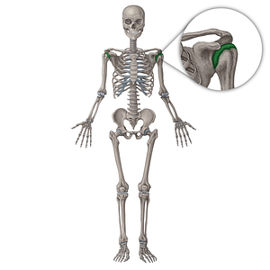 Glenohumeral joint (#19974)