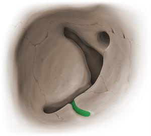 Infraorbital groove (#15345)
