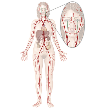 Internal carotid artery (#976)
