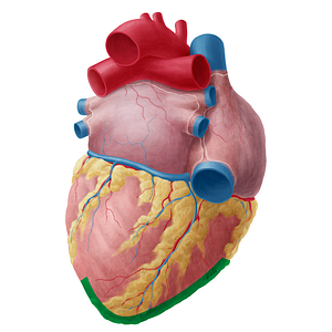 Inferior border of heart (#20171)