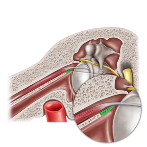 Cochleariform process (#20577)