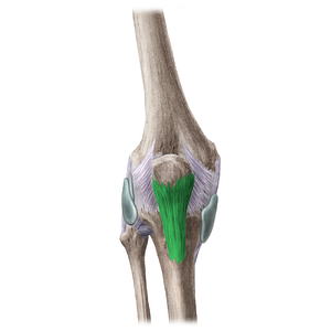 Patellar ligament (#20118)