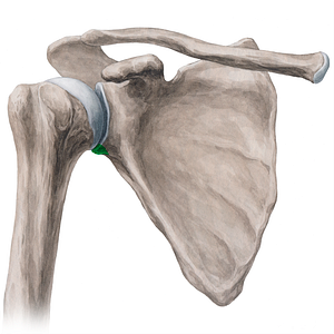 Infraglenoid tubercle of scapula (#21280)