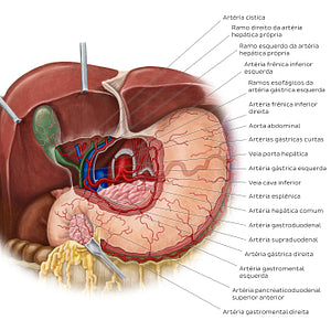 Arteries of the stomach, liver and spleen (Portuguese)