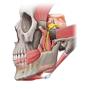 Nerve to lateral pterygoid muscle (#20460)