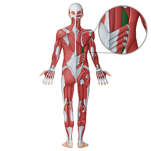 Iliocostalis muscle (#18689)