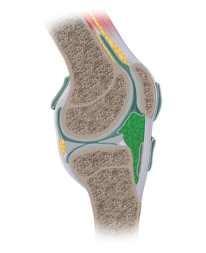 Infrapatellar fat pad (#13907)
