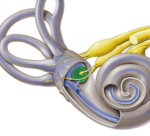 Saccule of vestibular labyrinth (#8942)