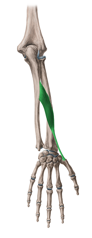 Abductor pollicis longus muscle (#5175)