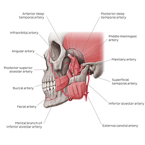 Maxillary artery (English)