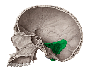 Petrous part of temporal bone (#7760)