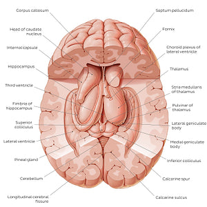 Thalamus (English)
