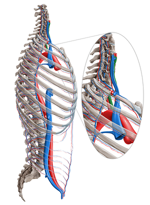 Common carotid artery (#934)